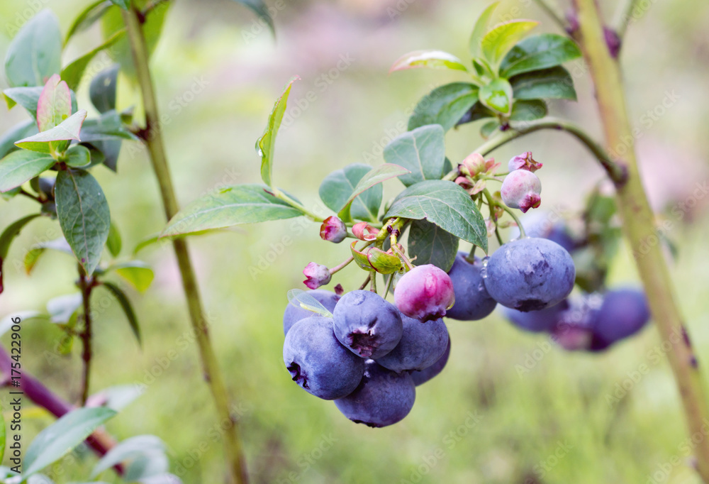 Blueberry Vaccinium corymbosum Bluecrop. Blueberry Vaccinium corymbosum Bluecrop.