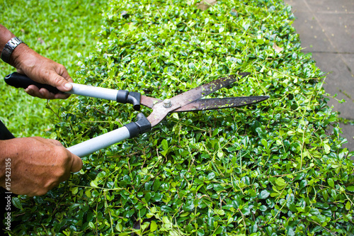 Hands holding scissors and cutting the grass in the garden in the holiday