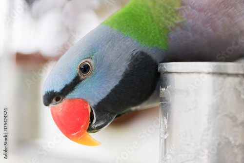 Psittacula alexandri parrot looking at camera head close-up, China photo