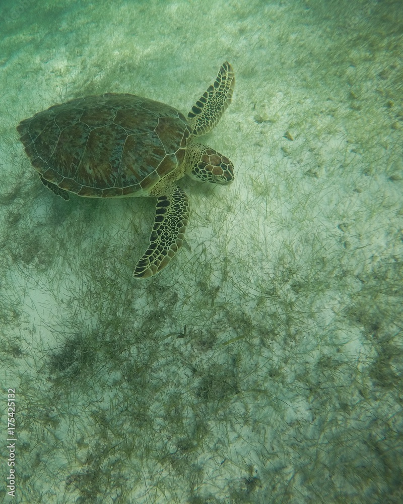 Obraz premium Sea turtle