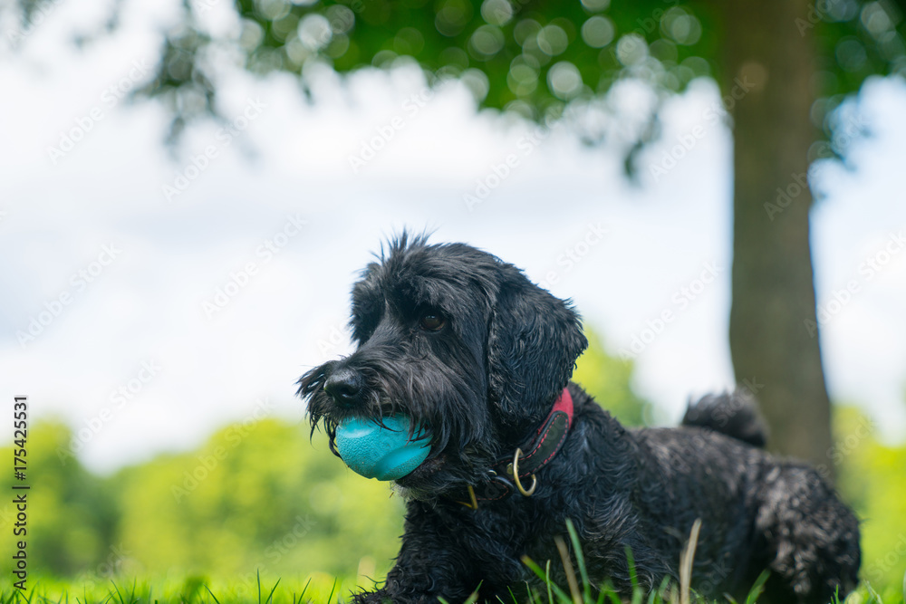 Black labradoodle sits on lawn with blue ball in mouth Black labradoodle sits on lawn with blue ball in mouth