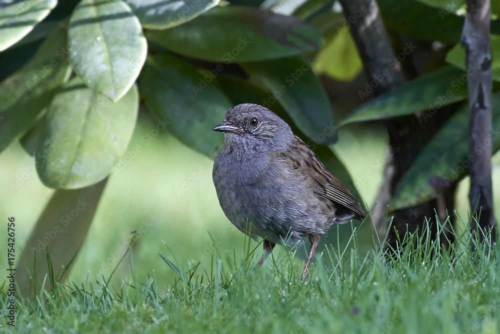 Obraz premium Dunnock (Prunella modularis)