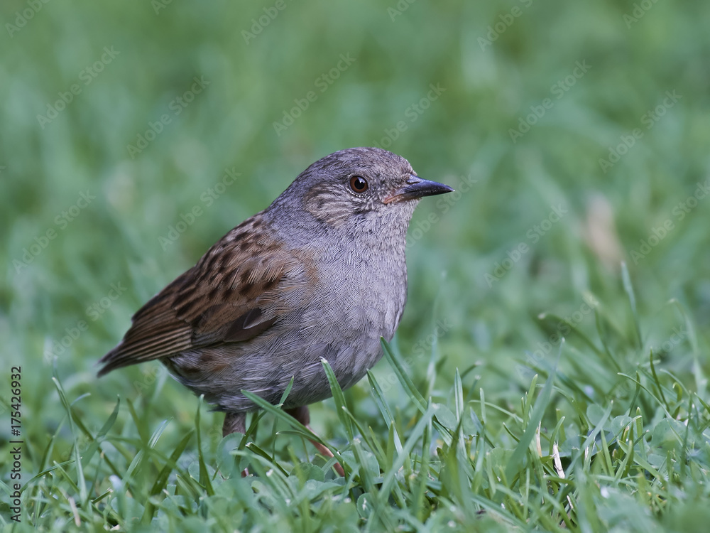 Obraz premium Dunnock (Prunella modularis)
