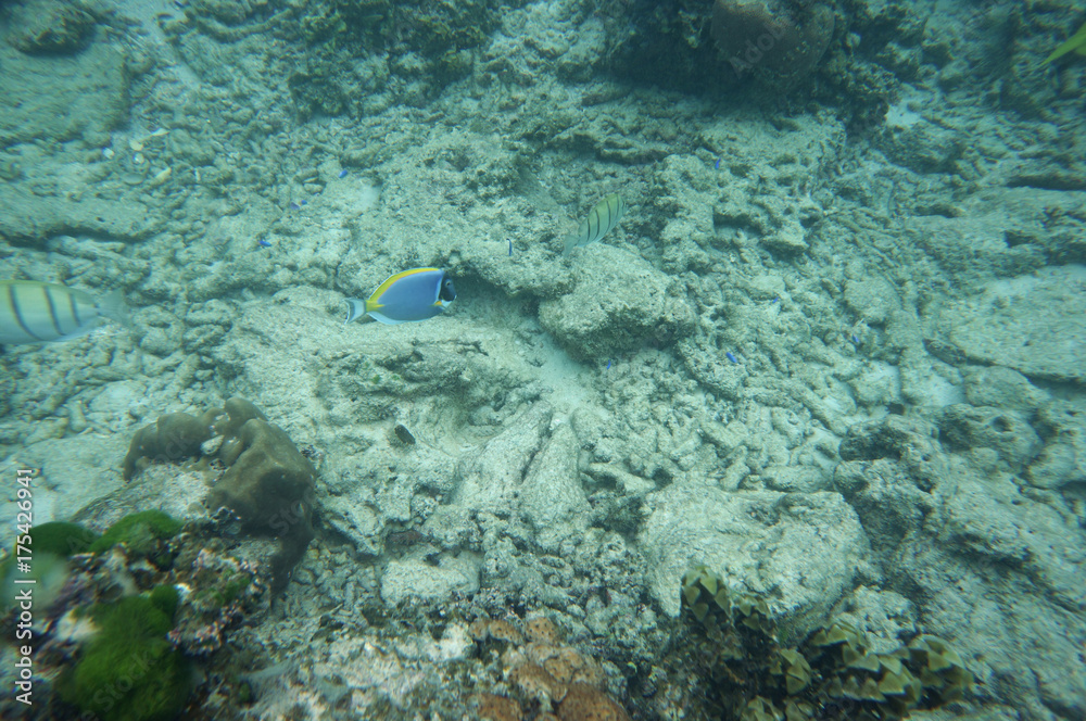 Powderblue surgeonfish with two convicted surgeonfish
