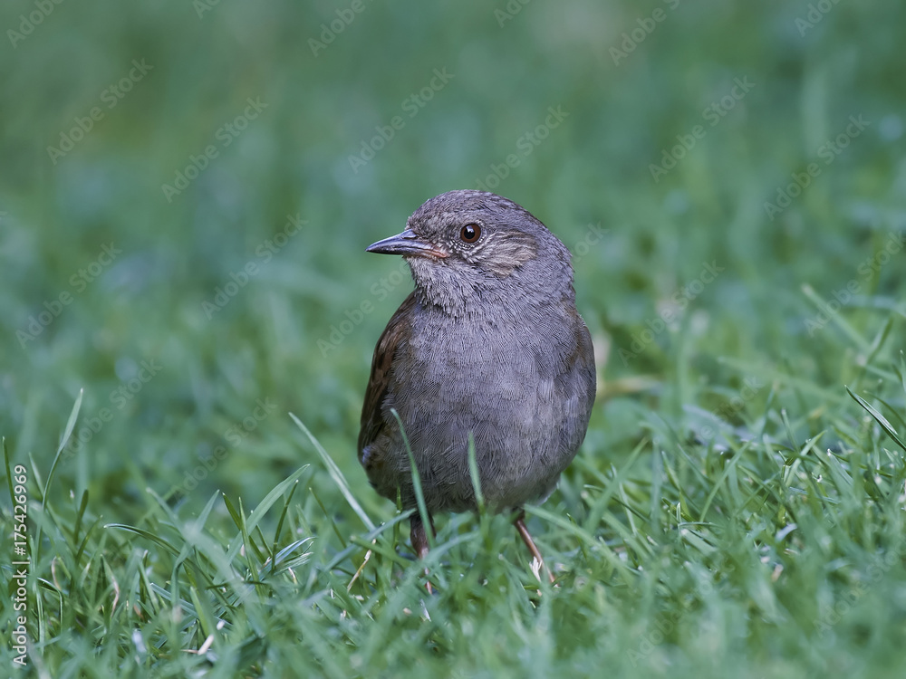 Fototapeta premium Dunnock (Prunella modularis)