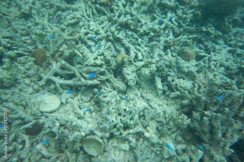Azure damselfish over dead corals