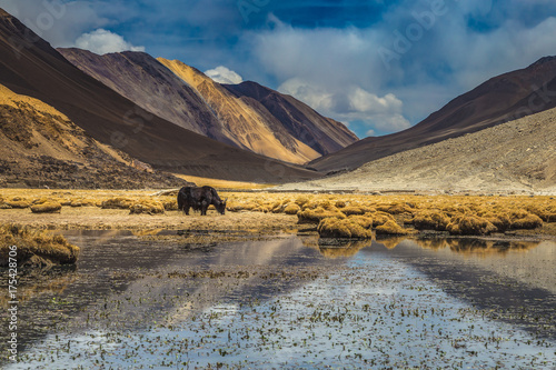 Yak wildlife in Ladakh