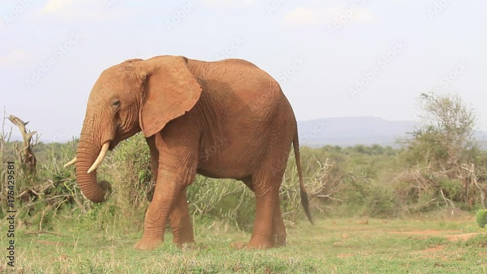 African Elephants grazing grass African Elephants grazing grass