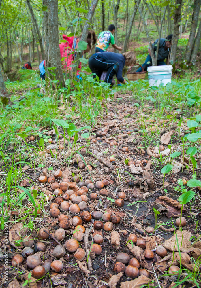 Fruit harvest time: closeup view of some hazelnuts on the ground and pickers in the background Fruit harvest time: closeup view of some hazelnuts on the ground and pickers in the background