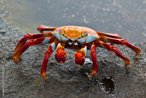 Sally Lightfoot Crab at Edge of Tidepool