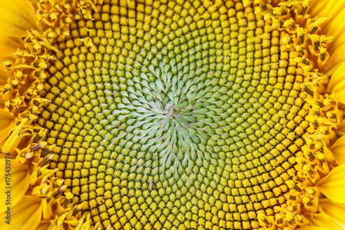 Closeup of Sunflower. Selective focus