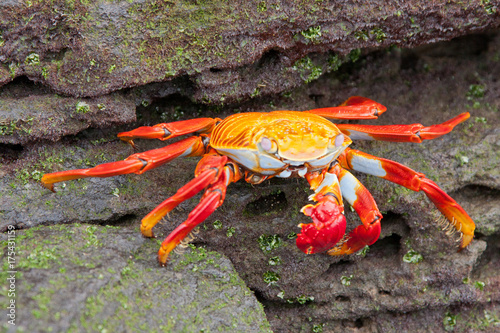 Sally Lightfoot Crab on rock