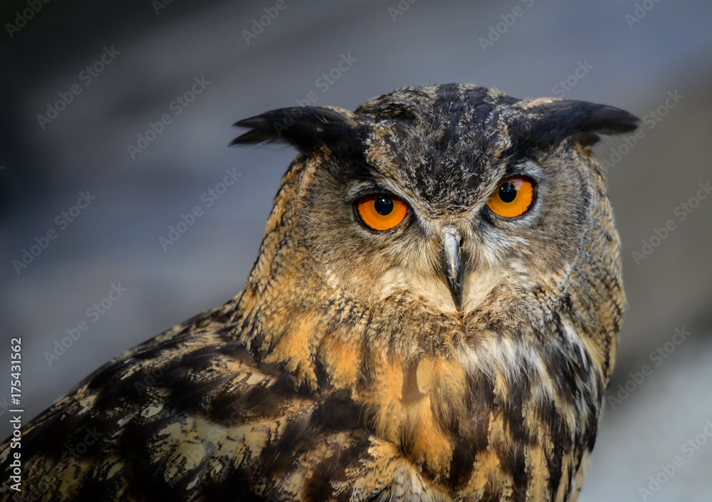 Fototapeta premium Guffo