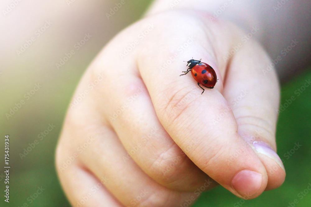 Obraz premium Dziecko ręka palec z lady bug czołganiem się na nim.