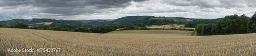 Corn field, Landscape of Eifel, Germany