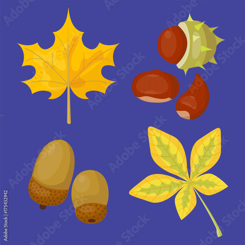 Autumn yellow maple leaf season nature color plant foliage bright decoration design natural colorful flat vector illustration.