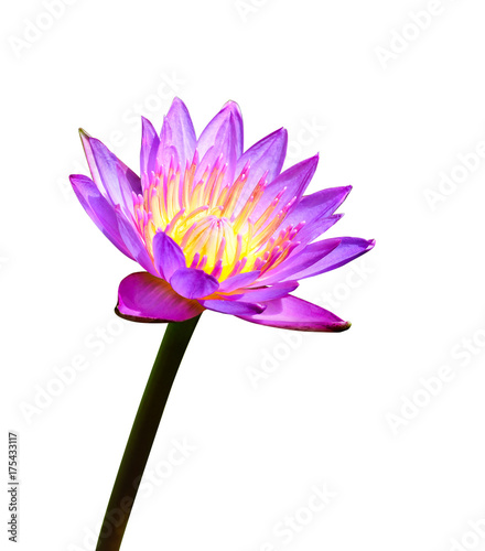The beautiful water lily or lotus flower isolated on white background