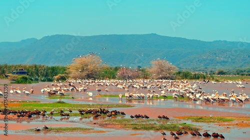 Cinematic shot of tourists in safari car watching migratory water birds in Lake Manyara National Park, Tanzania, Africa. Pelicans, storks, ducks, geese, teals, francolins, herons, Egrets, Ibis photo