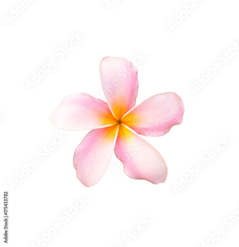 Tropical frangipani flower isolated on white background