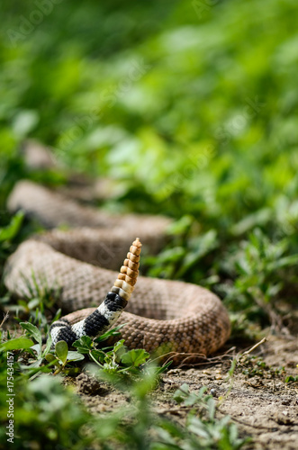 Rattlesnake Rattle 
