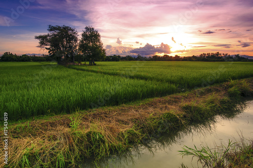 Landscape of Green Field and Beautiful Sunset