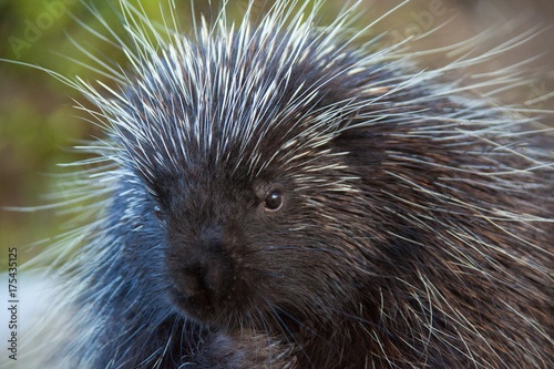 Porcupine Close-up