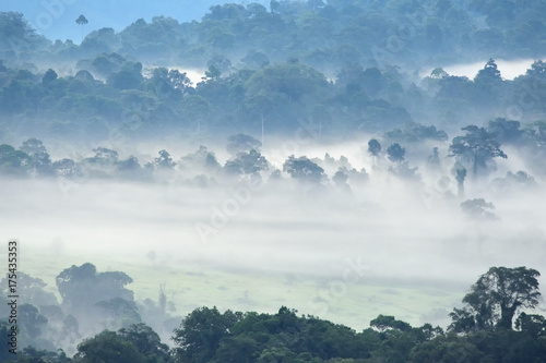 Morning fog in dense tropical rainforest at Khao Yai national park  Misty forest landscape