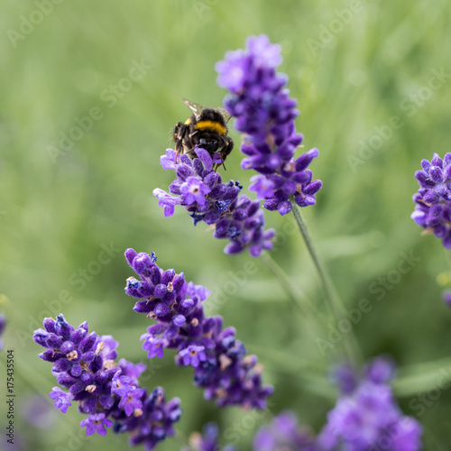 Fototapeta Naklejka Na Ścianę i Meble -   the flourishing lavender  in Provence, near Sault, France