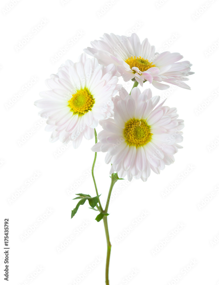 Branch with three flowers of chrysanthemums isolated on white background. Branch with three flowers of chrysanthemums isolated on white background.