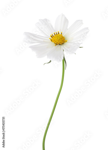 Fototapeta Naklejka Na Ścianę i Meble -  White Cosmos flower  isolated on white background. Garden Cosmos