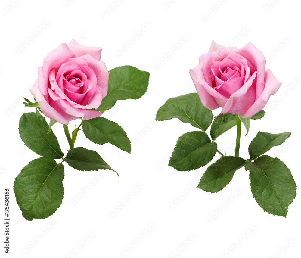 Naklejka premium Piękną kolekcję kwiatów róż na białym tle