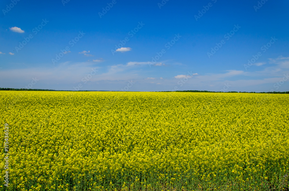 Field of the blossoming canola on spring Field of the blossoming canola on spring