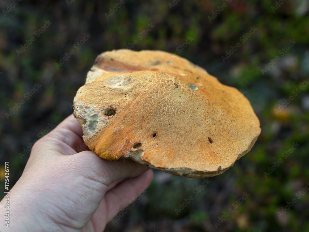 Picking mushrooms.