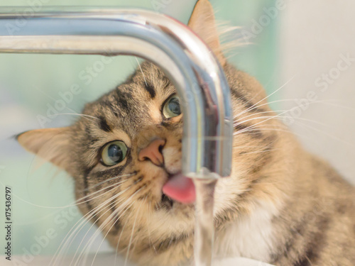 From the tap water runs and the cat drinks water.
