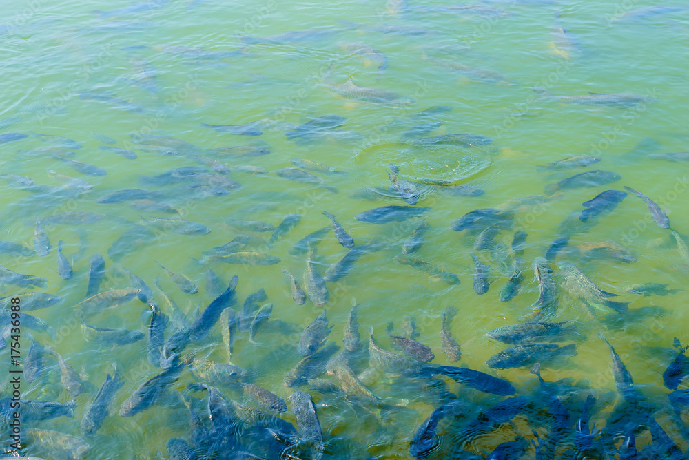 Many fish swimming in the water with food in abundance. Many fish swimming in the water with food in abundance.
