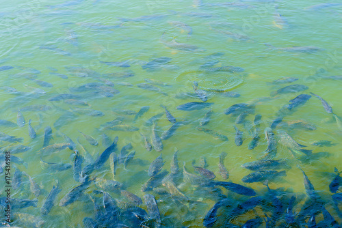 Many fish swimming in the water with food in abundance.