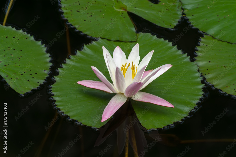 Water lily flower in the dark water. Water lily flower in the dark water.