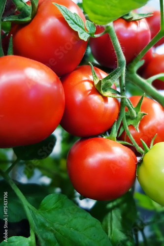 Ripe cherry tomatoes on branch