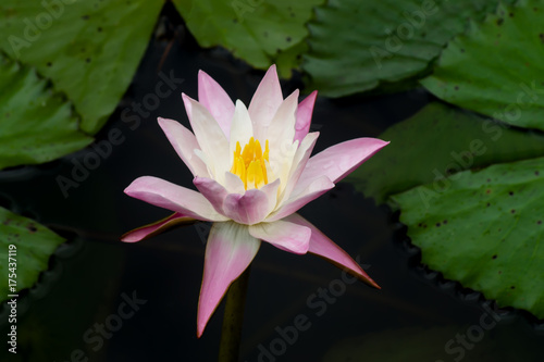 Water lily flower in the dark water.