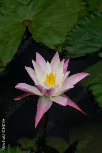 Water lily flower in the dark water.