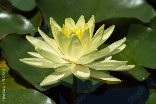 Yellow Water lily flower with leaves.