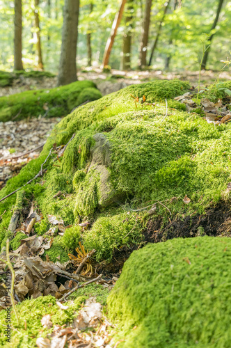 sunny forest scenery