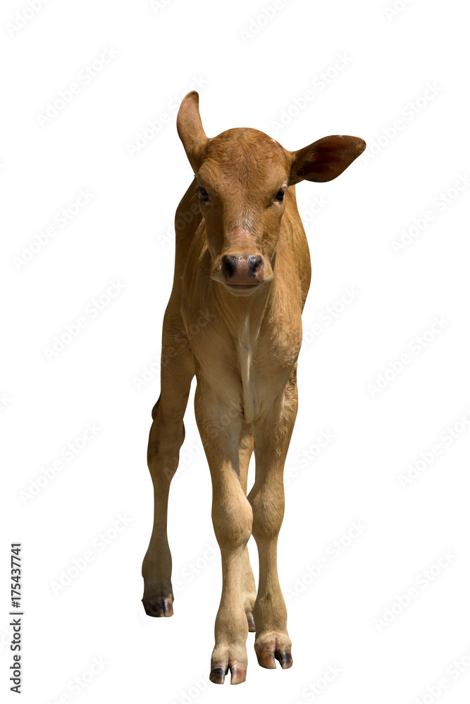 Cows standing on white background Cows standing on white background