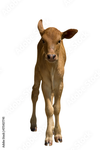 Cows standing on white background