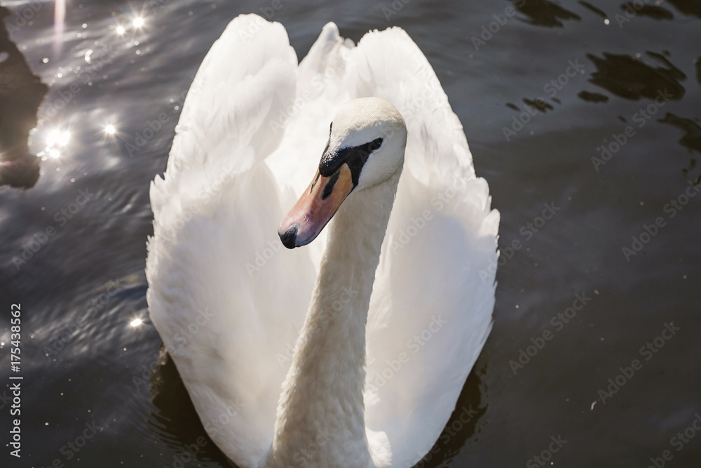 Obraz premium Swan on Vltava river in Prague, Czechia
