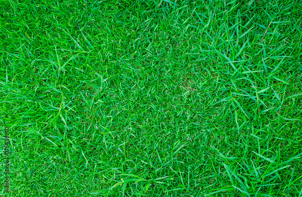 Green lawn,backyard background Green lawn,backyard background