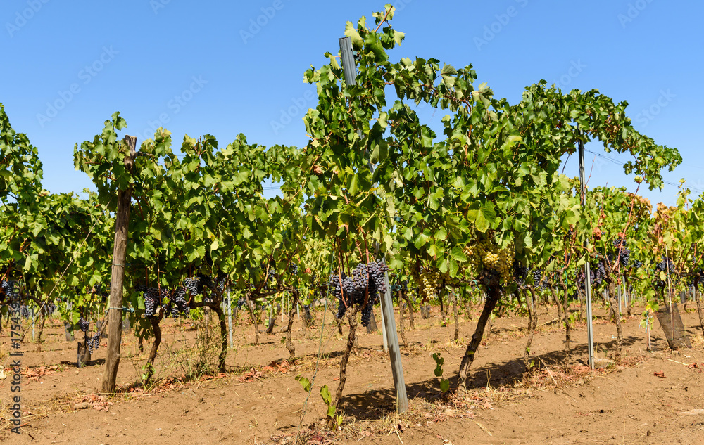 vineyard in sicily, italy, white grapes and black grapes vineyard in sicily, italy, white grapes and black grapes