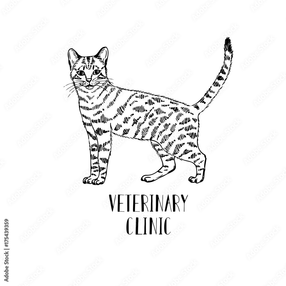 Fluffy cat hand-drawn. Logo for veterinary clinic or store Pets.