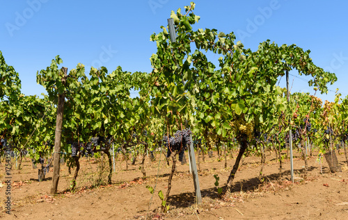 vineyard in sicily, italy, white grapes and black grapes