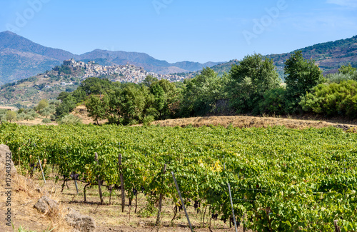 vineyard in the mount etna, sicily, italy